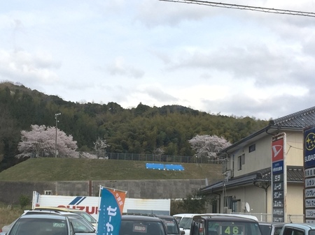 秀栄自動車付近の桜のサムネイル画像